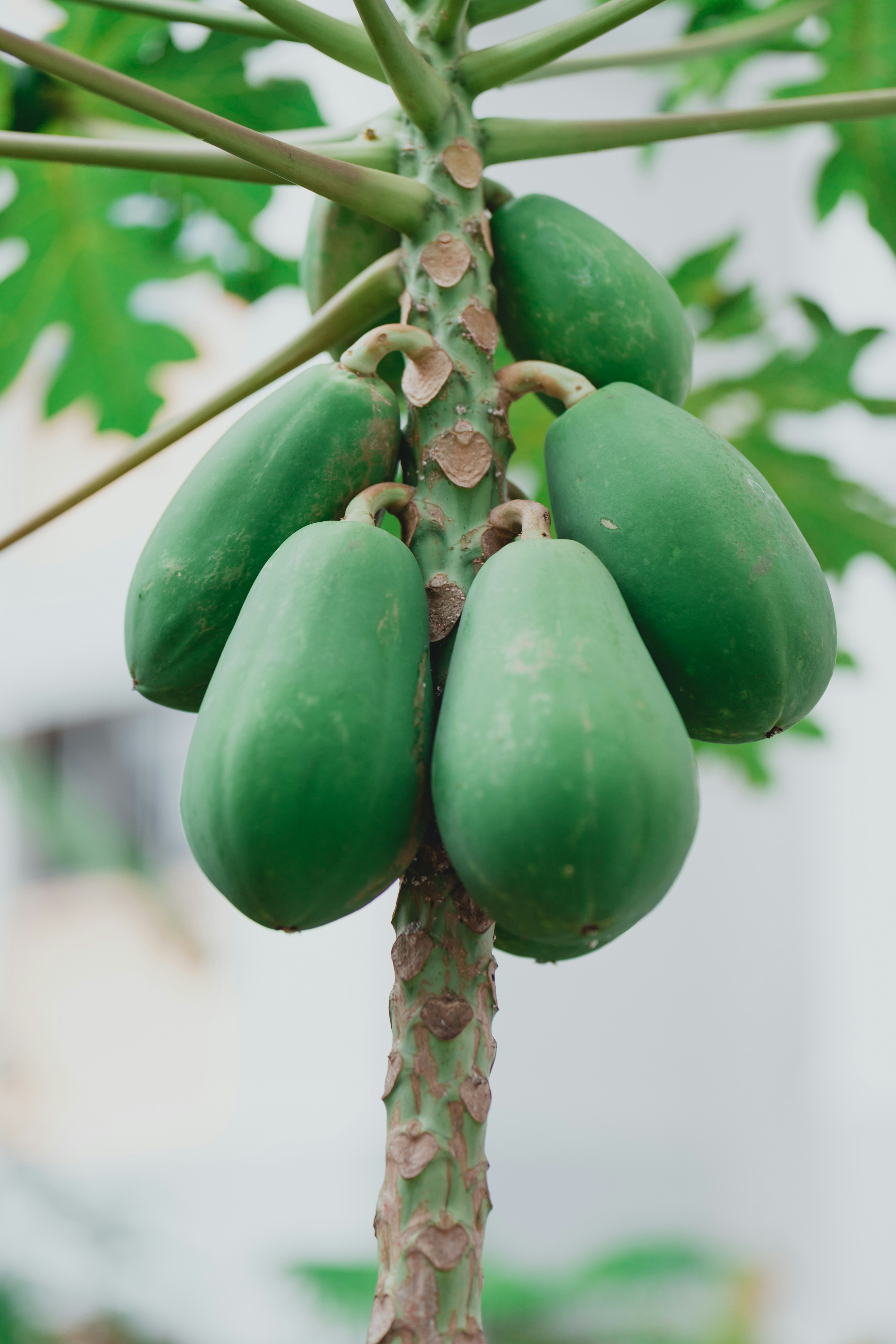 Papaya orchard