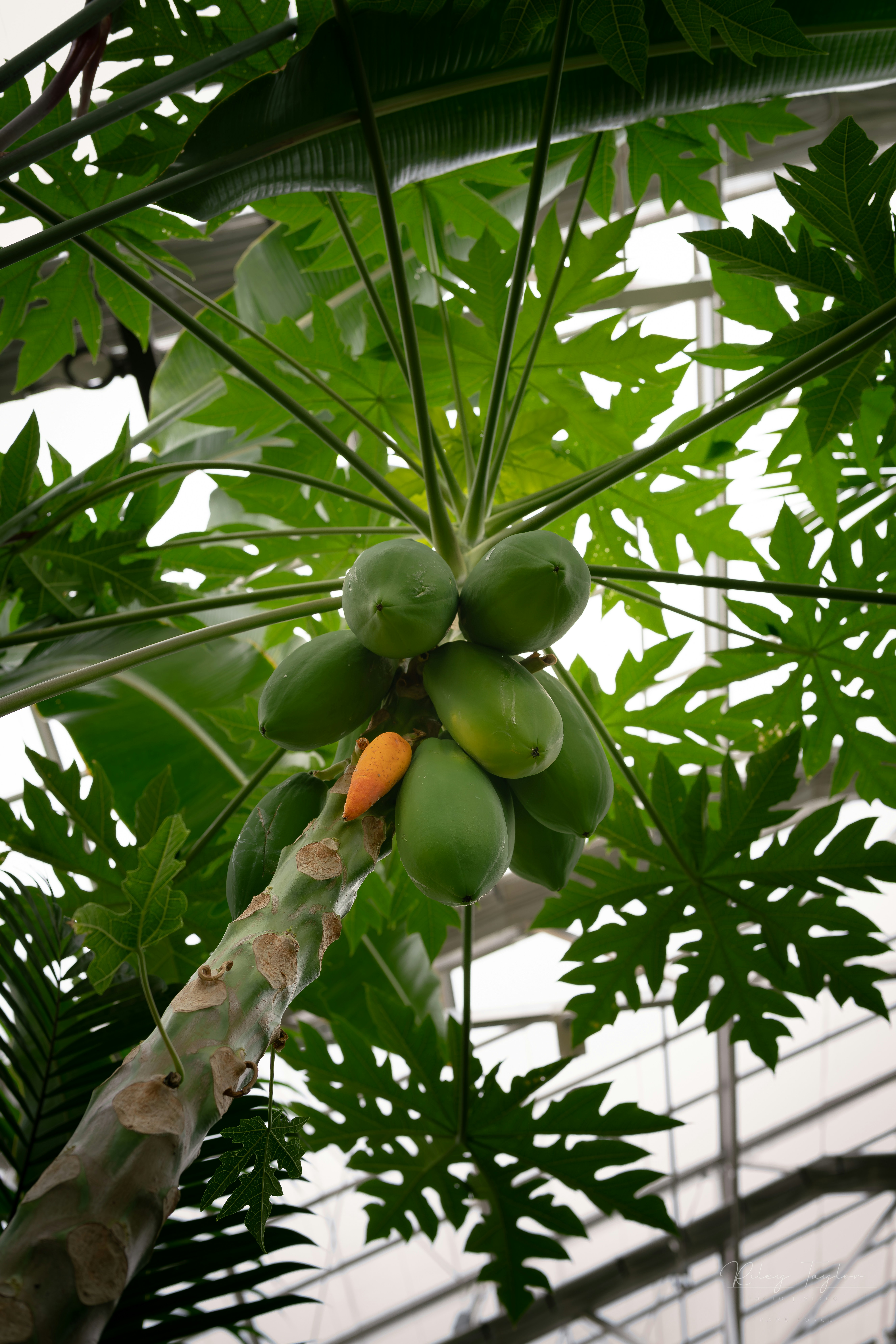 Fresh papaya cut open
