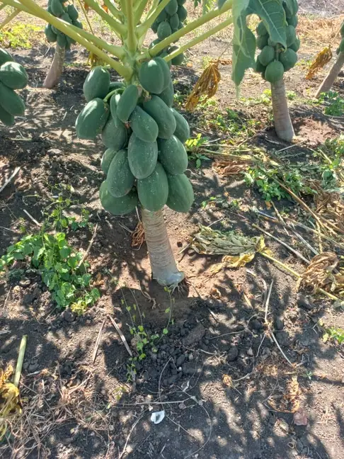 EVA Enterprises papaya orchard