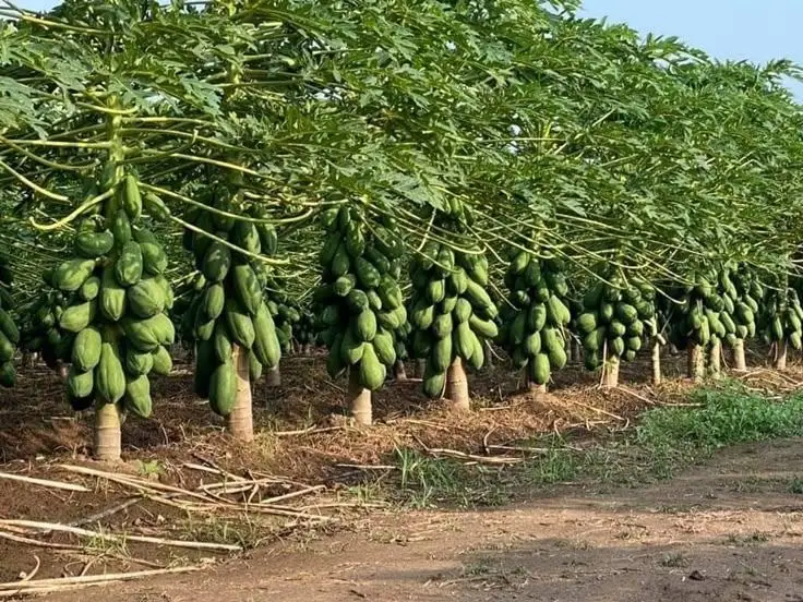 Papaya orchard at golden hour